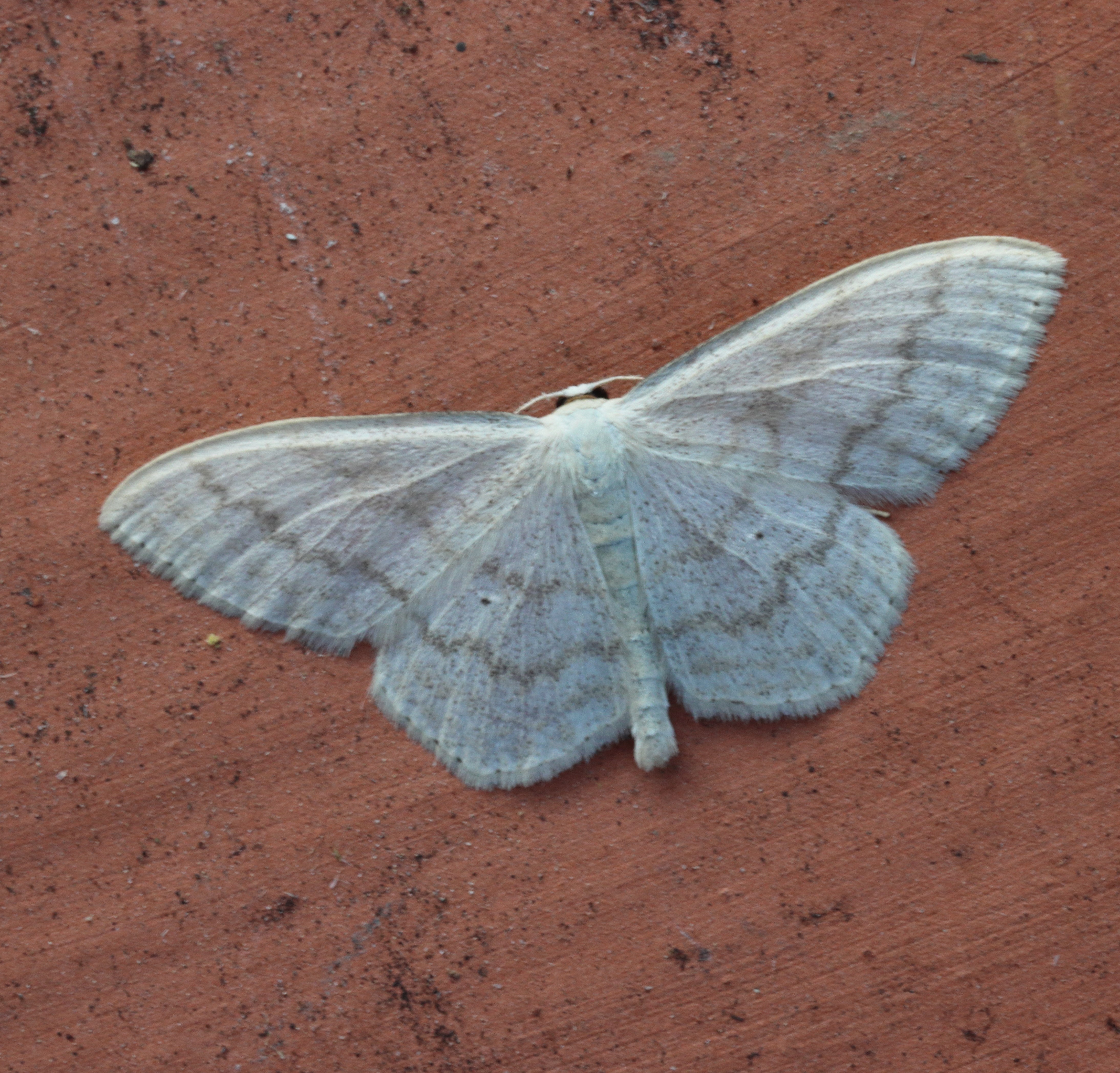 Photo of Cream Wave (Scopula floslactata)